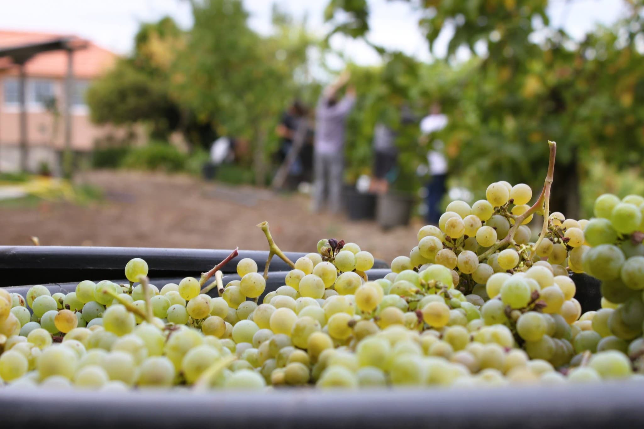 Quinta das Flores da Mãe 1